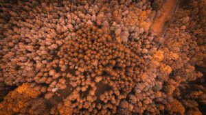 Exploring the Link Between Autoimmune Disorders and Liver Inflammation Issues